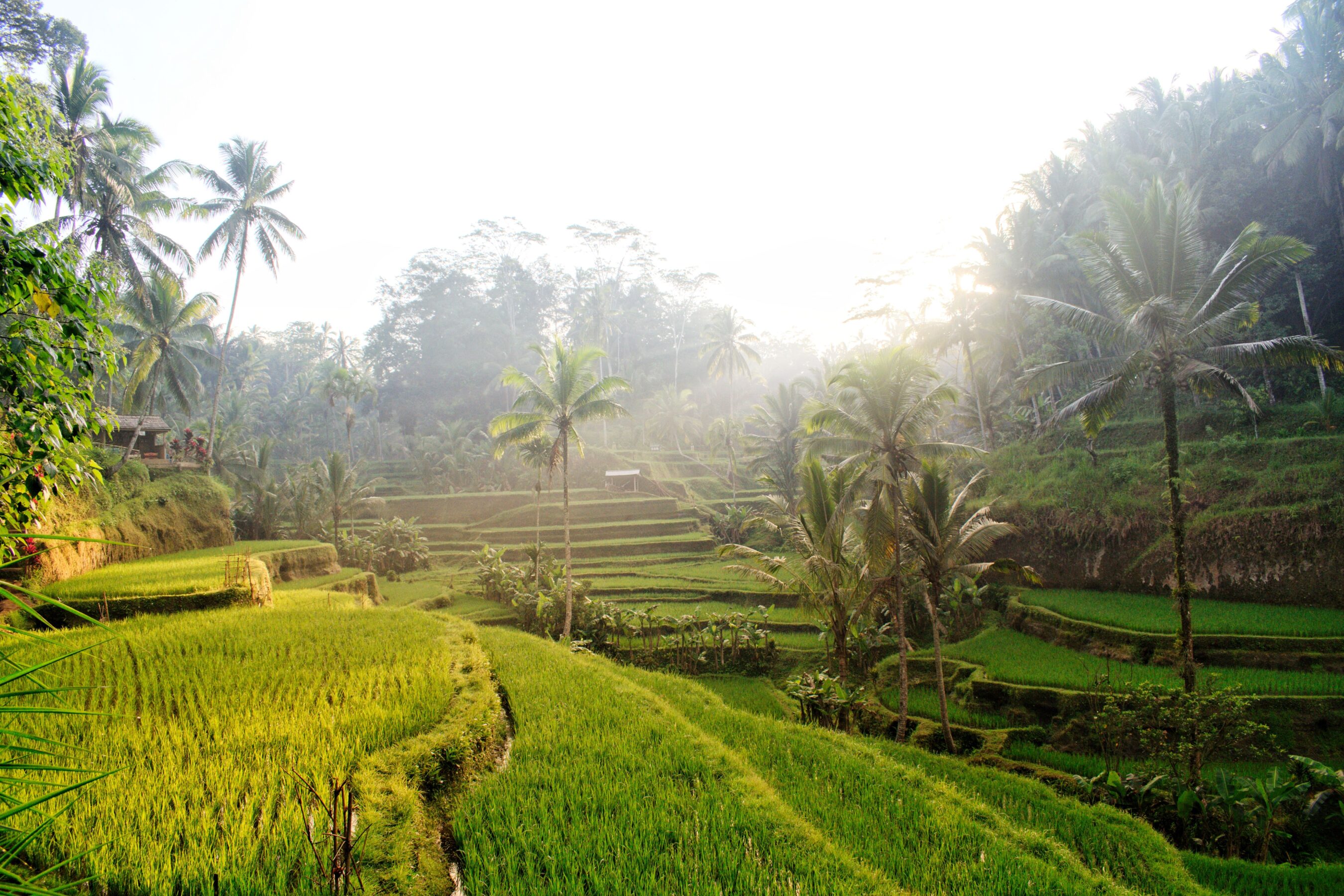 Que hacer en Ubud Bali