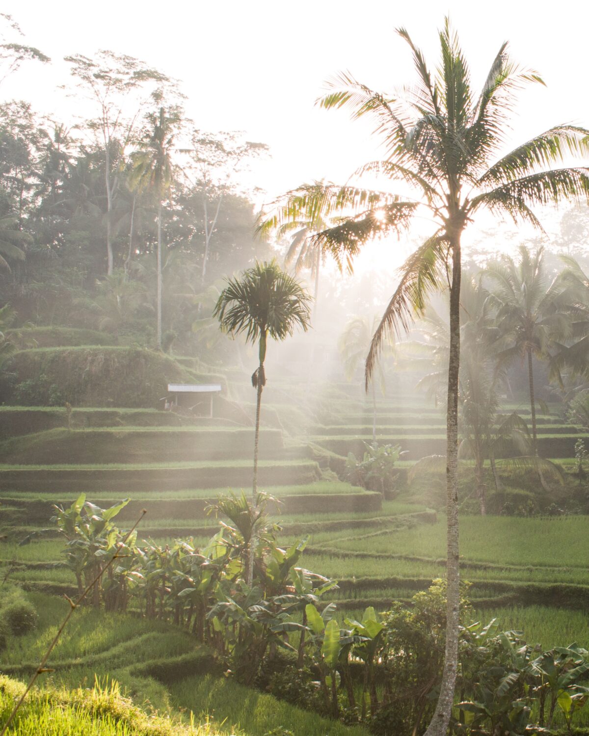 Terrazas de arroz de Tegalalang Bali